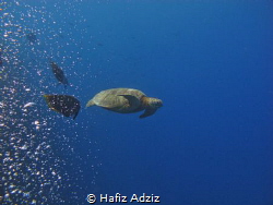 Turtle of Sipadan by Hafiz Adziz 